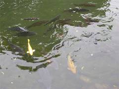 荻窪タウン情報　妙正寺公園