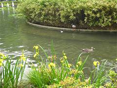 荻窪タウン情報　妙正寺公園