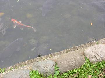 荻窪タウン情報　妙正寺公園
