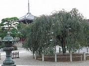 音羽の新築一戸建て　江戸川公園