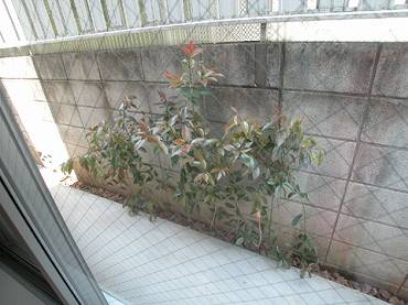 上高田新築一戸建て　窓の風景
