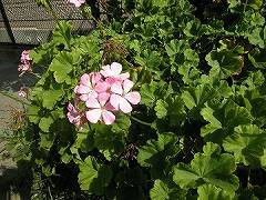 大田区大森・土地　キッチンからの眺め