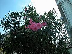 大田区大森・土地　キッチンからの眺め